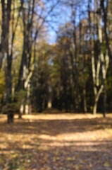 Defocused image of a park alley and trees. No focus. bokeh.