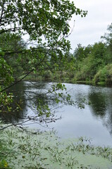 Fototapeta na wymiar Panoramic view of the forest lake. The shores of the lake are overgrown with bushes and trees.