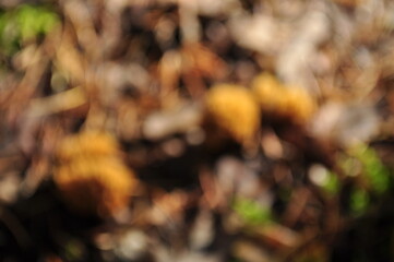 Abstract photo. Blurred, defocused image of forest mushrooms.