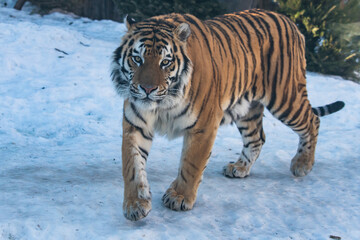 Fototapeta na wymiar Amur siberian tiger in snow