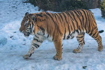 Fototapeta premium Amur siberian tiger in snow