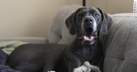 Female blue Great Dane eating a dog treat on the couch