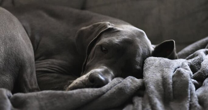 Female blue Great Dane sleeping on the couch