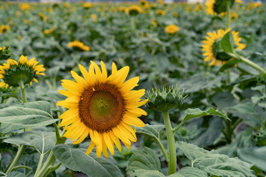 sunflower farm field in rural area
