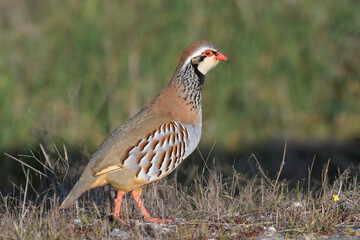 Red - legged Partridge Alectoris rufa -  closeup and portrait of gamebird in the pheasant family Phasianidae of the order Galliformes gallinaceous birds, colorful natural environment background