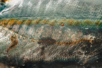 natural design of fish skin close up