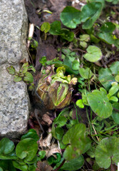 庭に顔出すフキノトウ