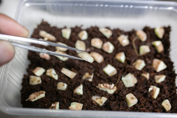 Caladium bicolor plant propagation by cutting rootstock.	
