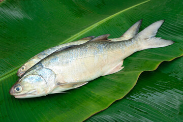 Two Fresh fourfinger threadfin or white Indian salmon fish on green banana leaf background..