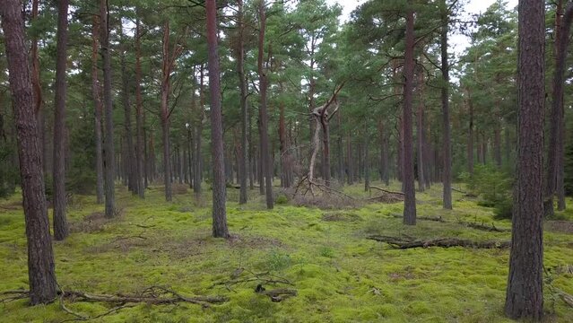 Through the trees in pine forest. Tisvilde Hegn. Denmark.