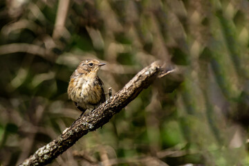 Yellow-rumped Warbler (Setophaga coronata)