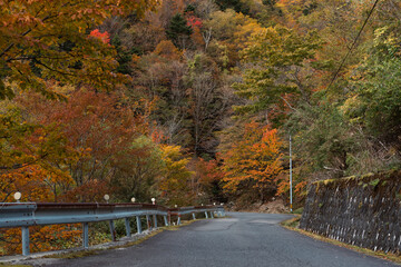 Fototapeta na wymiar fall leaves on a mountain in Japan