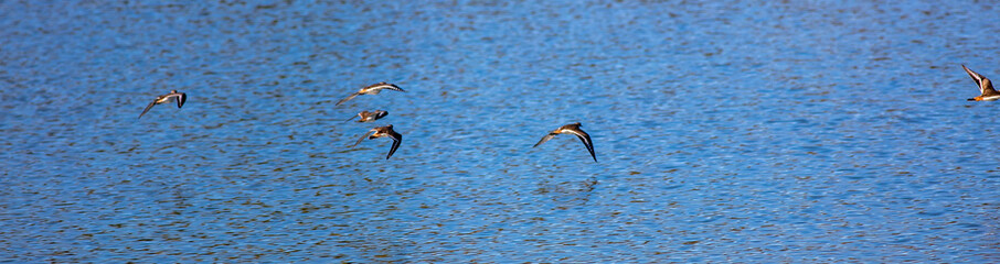 Fototapeta na wymiar A Beautiful Flock of Killdeer Shore Birds Flying over a Lake 