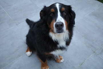A Bernese Mountain Dog 