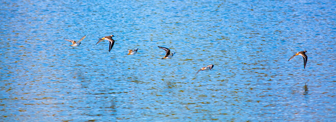 A Beautiful Flock of Killdeer Shore Birds Flying over a Lake