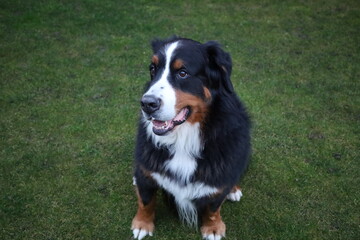 View on a Bernese Mountain Dog wich is a large dog breed, one of the four breeds of Sennenhund-type dogs from Bern, Switzerland and the Swiss Alps