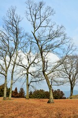 Obraz premium 宇陀松山城跡 本丸跡