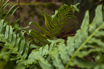 fern leaf in the forest