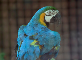 macaw parrot in a slightly dim spot. With blurred background