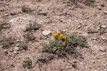 Mountains covered with grass and flowers near the sea.