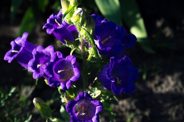 Bright summer flowers purple bluebells