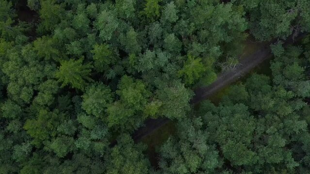Forest trails in Tisvilde Hegn, Denmark.