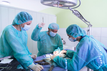 Real abdominal surgery on a cat in a hospital setting