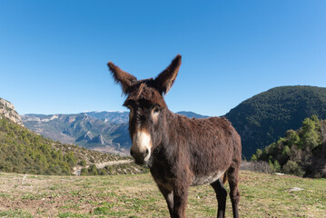 Catalan donkeys in the Pyrenees in Spain