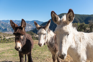 Naklejka premium Catalan donkeys in the Pyrenees in Spain