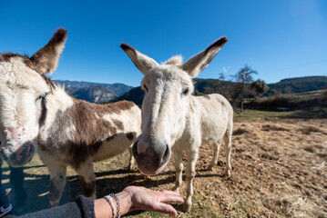 Naklejka na ściany i meble Catalan donkeys in the Pyrenees in Spain