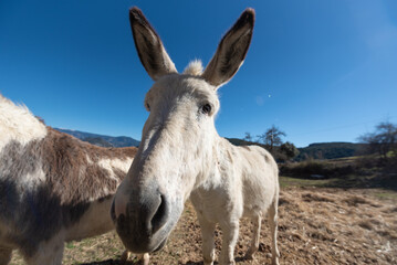 Naklejka na ściany i meble Catalan donkeys in the Pyrenees in Spain