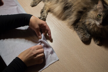 Dressmaker's hands sewing fabric and cat