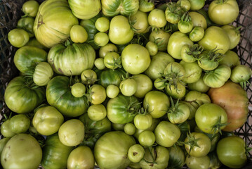 Green tomatoes in a box in the market. Ecological cultivation. Food, vegetables, agriculture. Close up, View from above