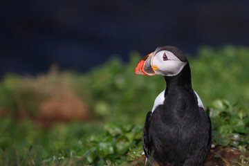 Papageitaucher / Atlantic puffin / Fratercula arctica