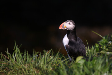 Papageitaucher / Atlantic puffin / Fratercula arctica