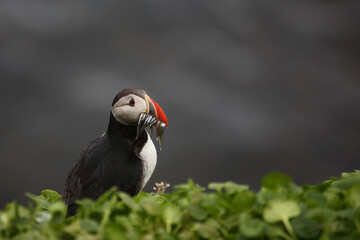 Papageitaucher / Atlantic puffin / Fratercula arctica..