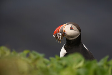 Papageitaucher / Atlantic puffin / Fratercula arctica..