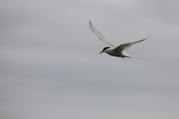 Küstenseeschwalbe / Arctic tern / Sterna paradisaea.