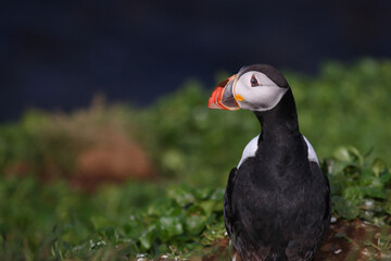 Papageitaucher / Atlantic puffin / Fratercula arctica