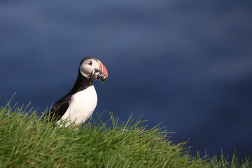 Papageitaucher / Atlantic puffin / Fratercula arctica..