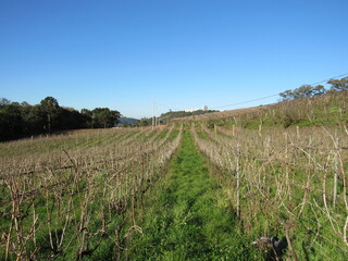 Photo of a young vineyard during winter.