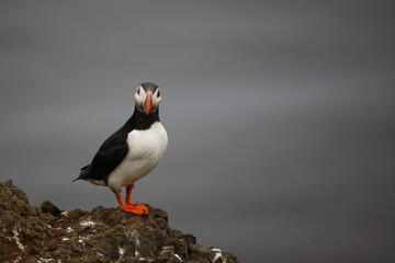 Papageitaucher / Atlantic puffin / Fratercula arctica