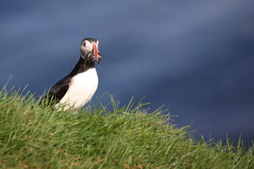 Papageitaucher / Atlantic puffin / Fratercula arctica..