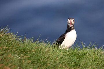 Papageitaucher / Atlantic puffin / Fratercula arctica..