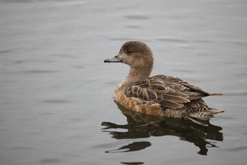 Schnatterente / Gadwall / Mareca strepera