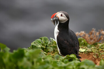 Papageitaucher / Atlantic puffin / Fratercula arctica..