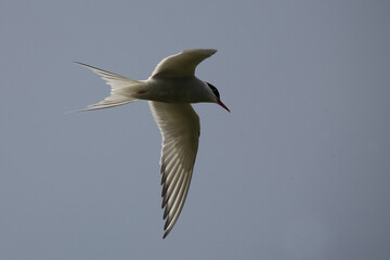 Küstenseeschwalbe / Arctic tern / Sterna paradisaea.