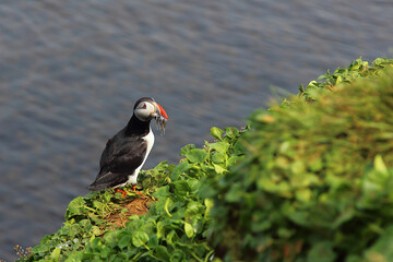 Papageitaucher / Atlantic puffin / Fratercula arctica..