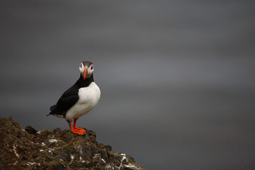 Papageitaucher / Atlantic puffin / Fratercula arctica