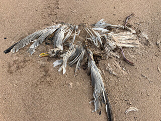 Go&eacute;land en d&eacute;composition